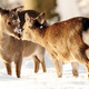 Image for article titled On Sex, Smell, And "Animal Nature:" A Neurotic's Lament